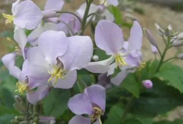 被子植物的一生是什么？