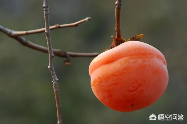 柿子的功效和吃法？