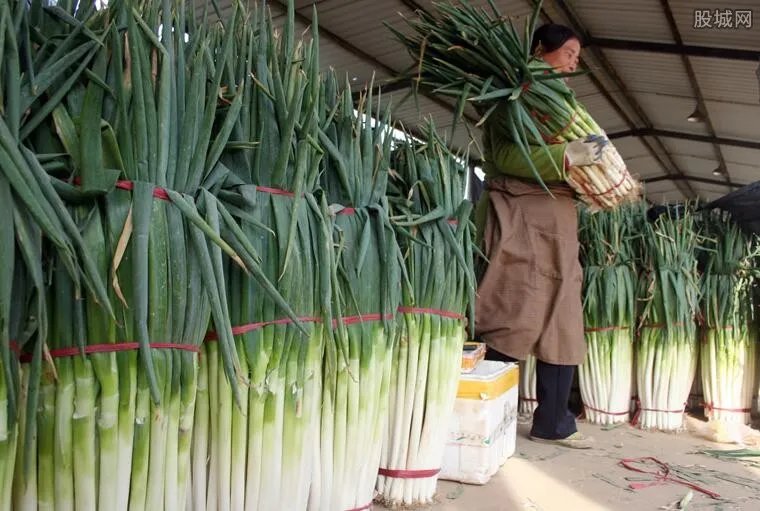 山东大葱价格腰斩 山东大葱价格为什么暴跌