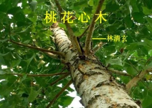 《桃花心木》的主要内容？