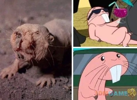 巨丑无比吓倒众人！世界上最丑陋的13种动物