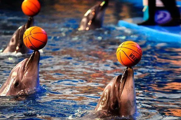 大连老虎滩海洋公园需不需要门票 大连老虎滩海洋公园门票优惠政策