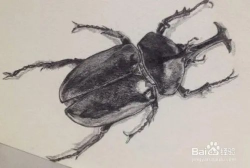 昆虫备忘录怎么写