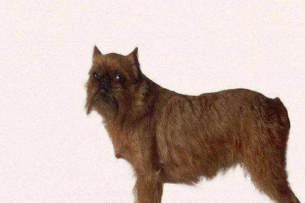 世界上十大最丑的狗 墨西哥无毛犬腿细短皮肤皱巴