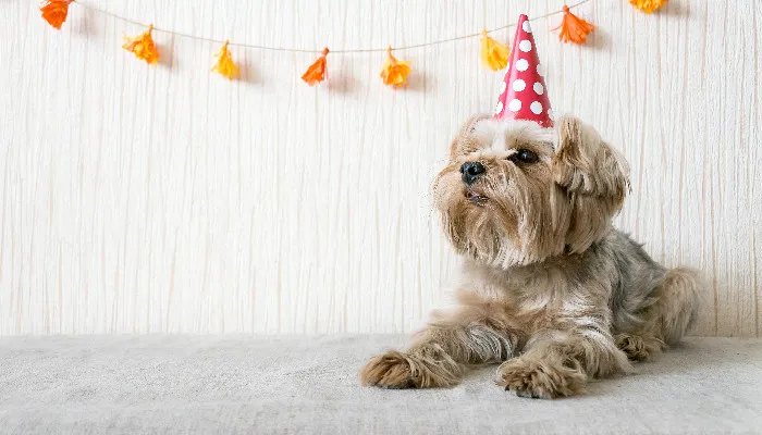 澳洲梗一般能活多久 澳洲梗的特征