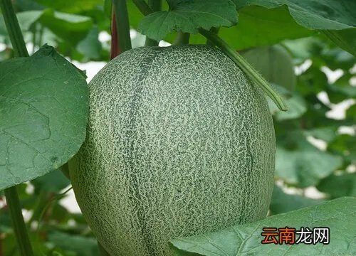 哈密瓜原产地在哪里 哈密瓜原产地是哪个国家