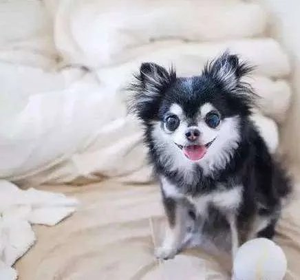 中小型狗的品种大全名字