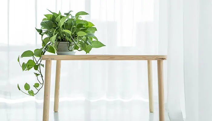 绿萝花语 绿萝花语是什么