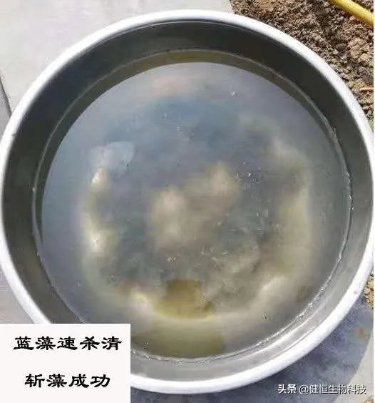 蓝藻爆发的治理措施有哪些？