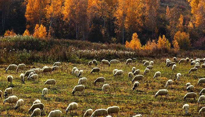 梦见死羊什么意思 梦见死羊什么征兆