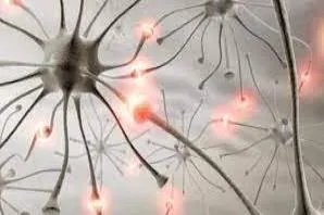 身体组织结构图