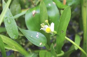 鸭舌头的功效与作用