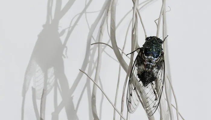 知了的幼虫叫什么 知了的幼虫叫什么名字