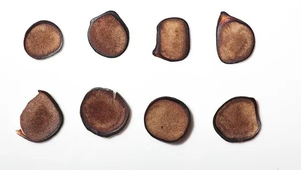 鹿茸的功效与作用