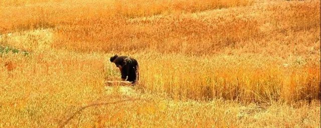 关于赞美劳动的古诗 关于赞美劳动的古诗列述