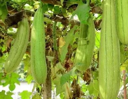 持续高温对丝瓜种植有什么影响？