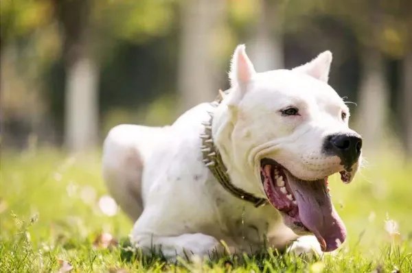 杜高狗如何让它变成温柔的性格呢？