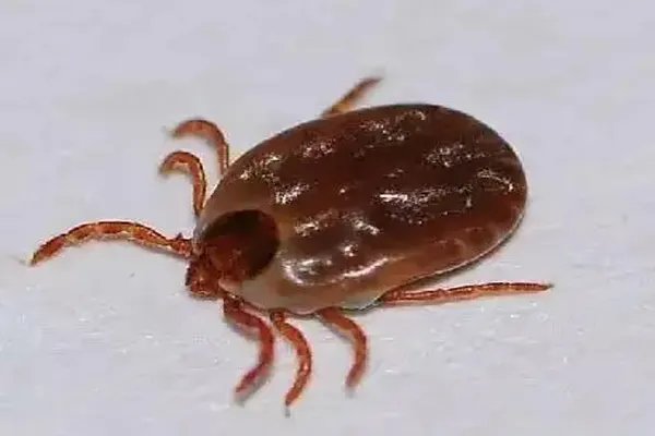 蜱虫是怎么长出来的 蜱虫的寿命