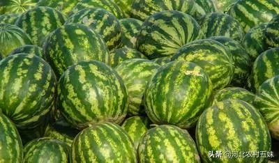 西瓜滞销的原因有哪些？农村地区公路限高会导致滞销吗？农民该如何应对？