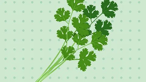 香菜煮水的功效与作用