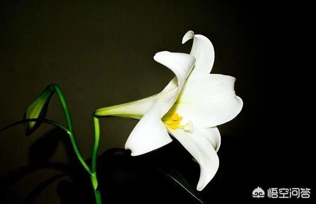 怎么种植百合花？