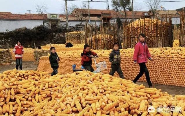 央视网评娱乐歪风