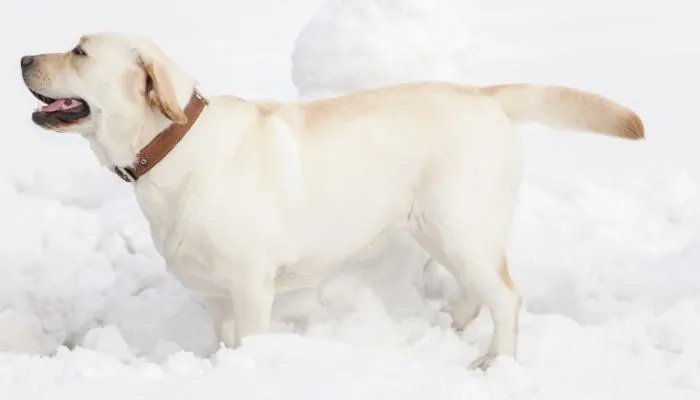 ​上海一柯基被打死主人发声是怎么回事 上海一柯基被打死主人发声说了什么