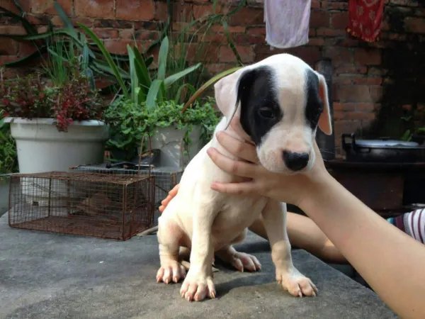 杜高狗如何让它变成温柔的性格呢？