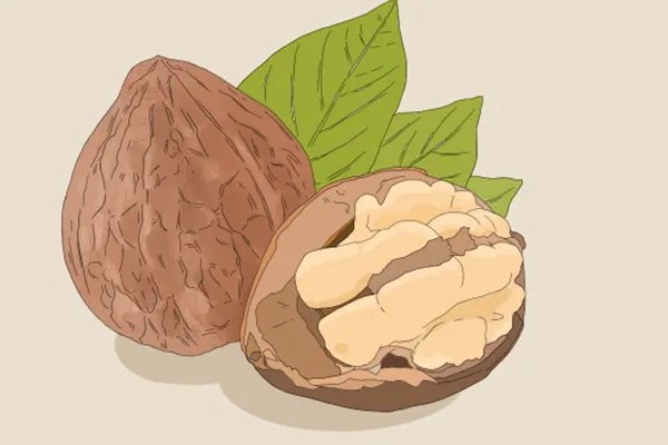 赤白芍的功效与作用