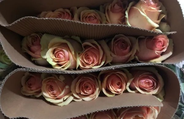 1到100朵玫瑰花语是什么？