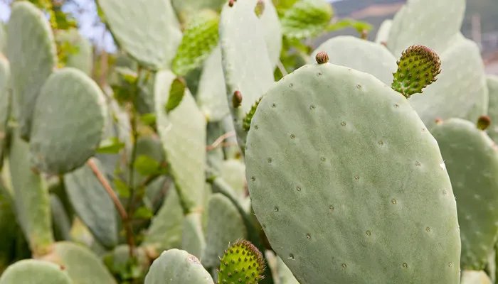 仙人掌有叶子吗 仙人掌有叶子吗长在哪里