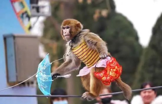 日本猴子走钢丝过河,猴子为何会选择走钢丝过河?