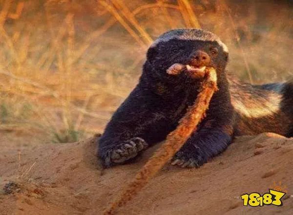 被称为世界上最无所畏惧的动物,人称平头哥的是什么动物