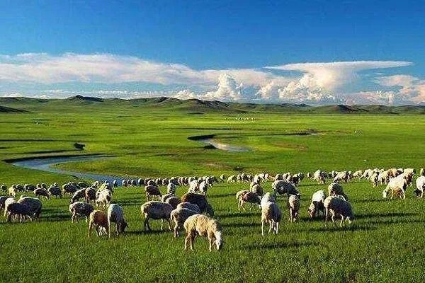 大妈闹市放羊啃食绿化带是怎么回事？