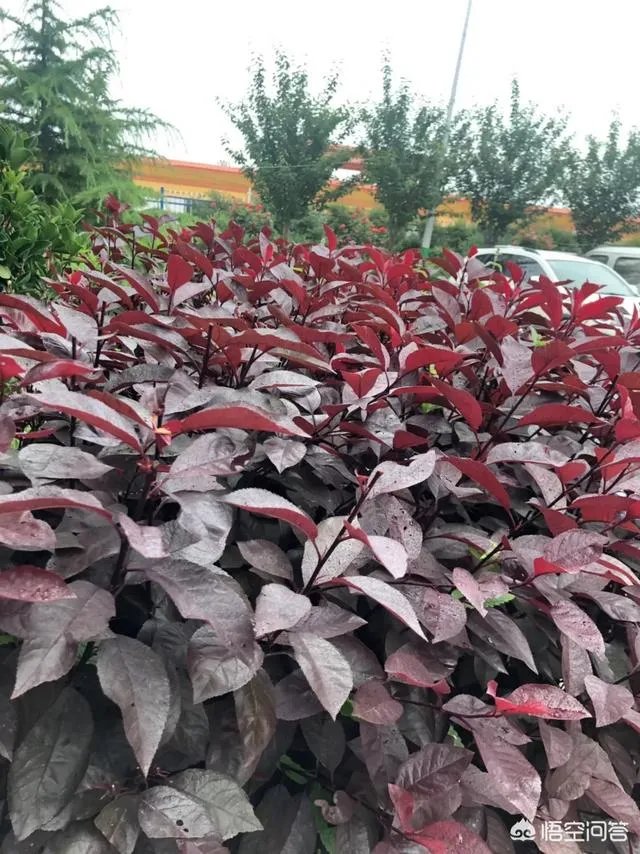 红叶李果实能吃吗？