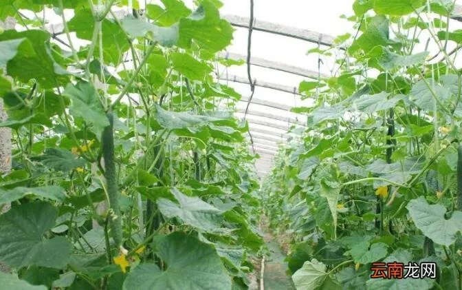 黄瓜栽培管理技术要点