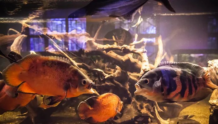 泰国斗鱼吃什么 泰国斗鱼的食物有什么