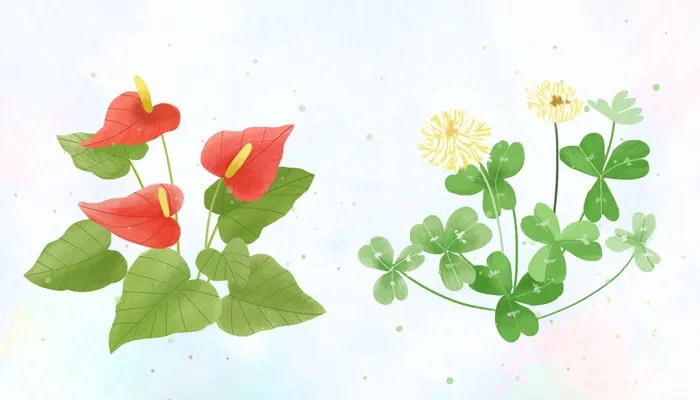 火鹤花有毒吗 室内养火鹤花有毒吗