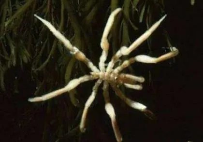 巨型海蜘蛛：极地巨大症腿长25厘米（图）