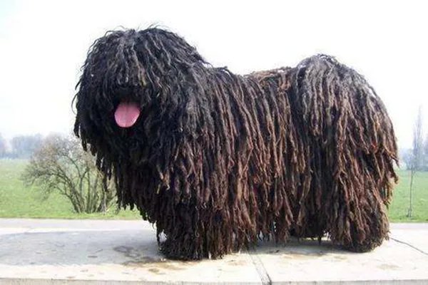 世界上十大最丑的狗 墨西哥无毛犬腿细短皮肤皱巴