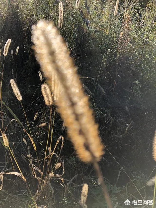 央视网评娱乐歪风