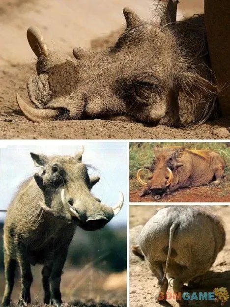 巨丑无比吓倒众人！世界上最丑陋的13种动物