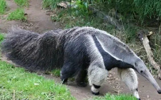 食蚁兽吃什么蚂蚁