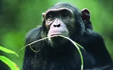 猩猩最讨厌什么线？