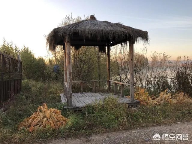 央视网评娱乐歪风