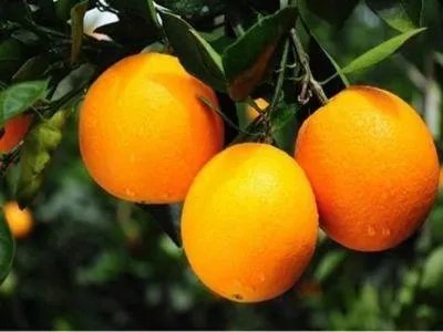 中国十大橘子产地