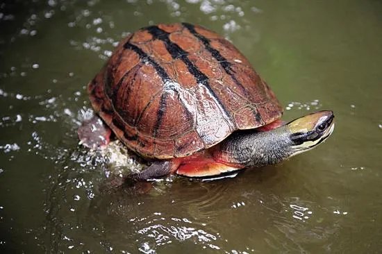 金钱龟吃什么？