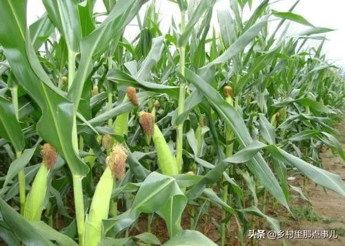 中国哪里玉米最好？