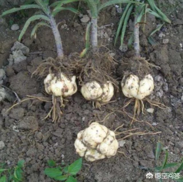 怎么种植百合花？