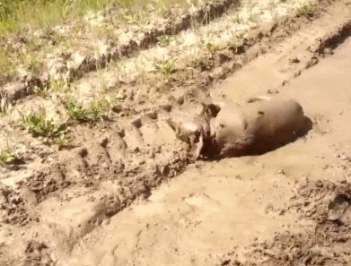 拉布拉多犬是万能犬，为什么很多人想养却不敢养？